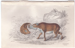 19 Papuan Hog